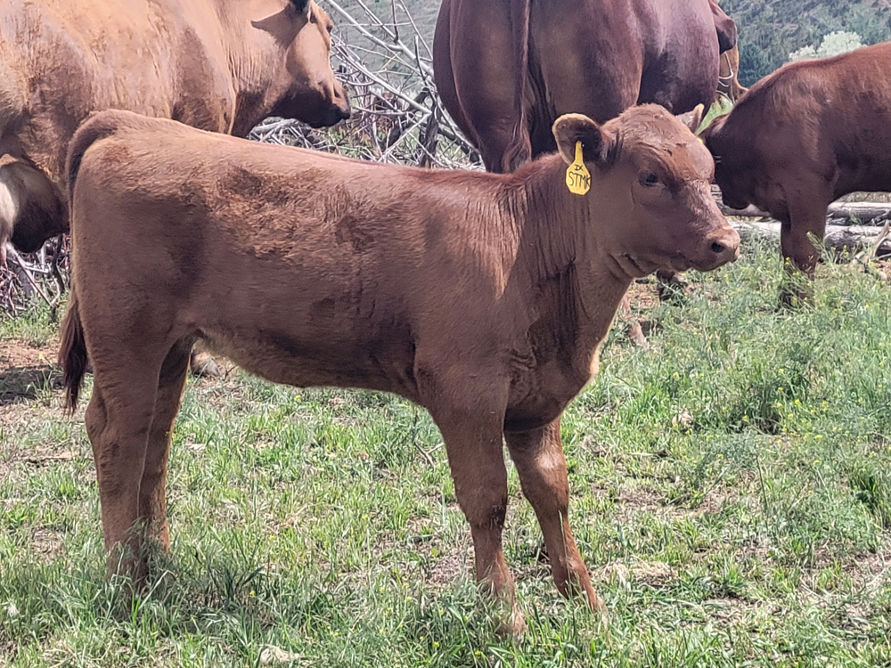 AndersonRanchFemale Anderson Red Angus Female