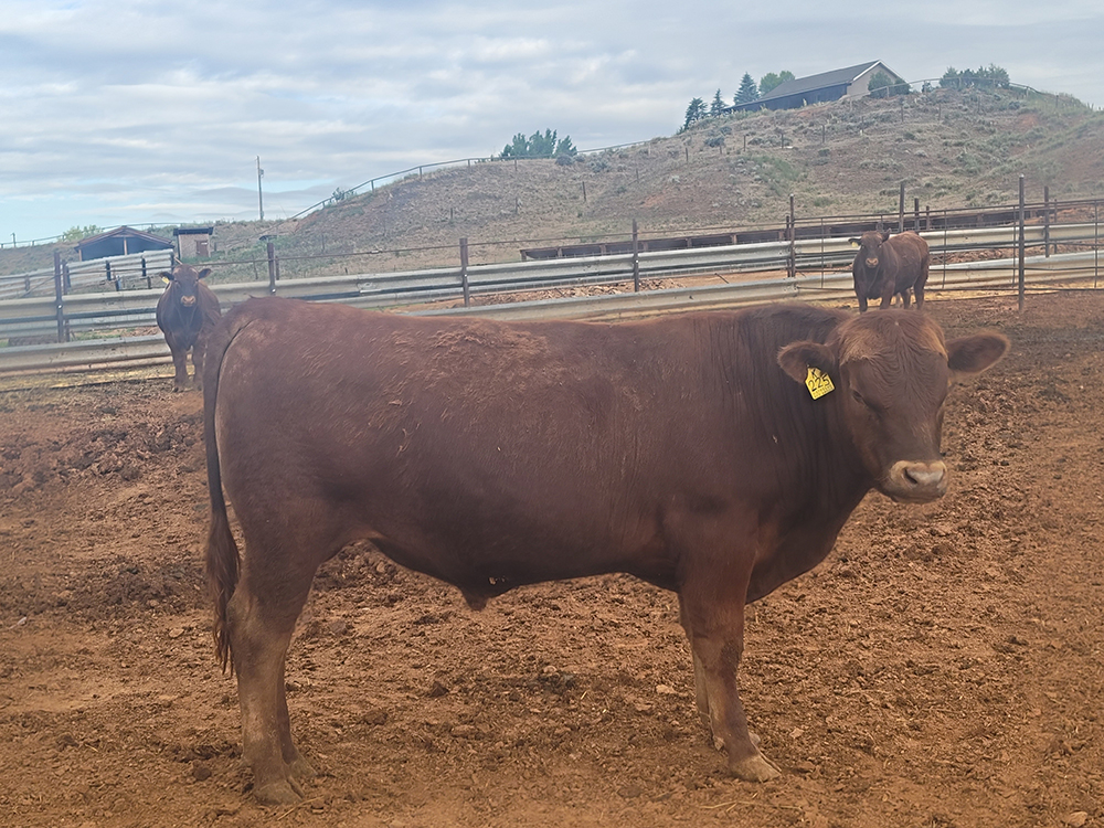 AndersonRedAngus L Anderson Ranch Red Angus
