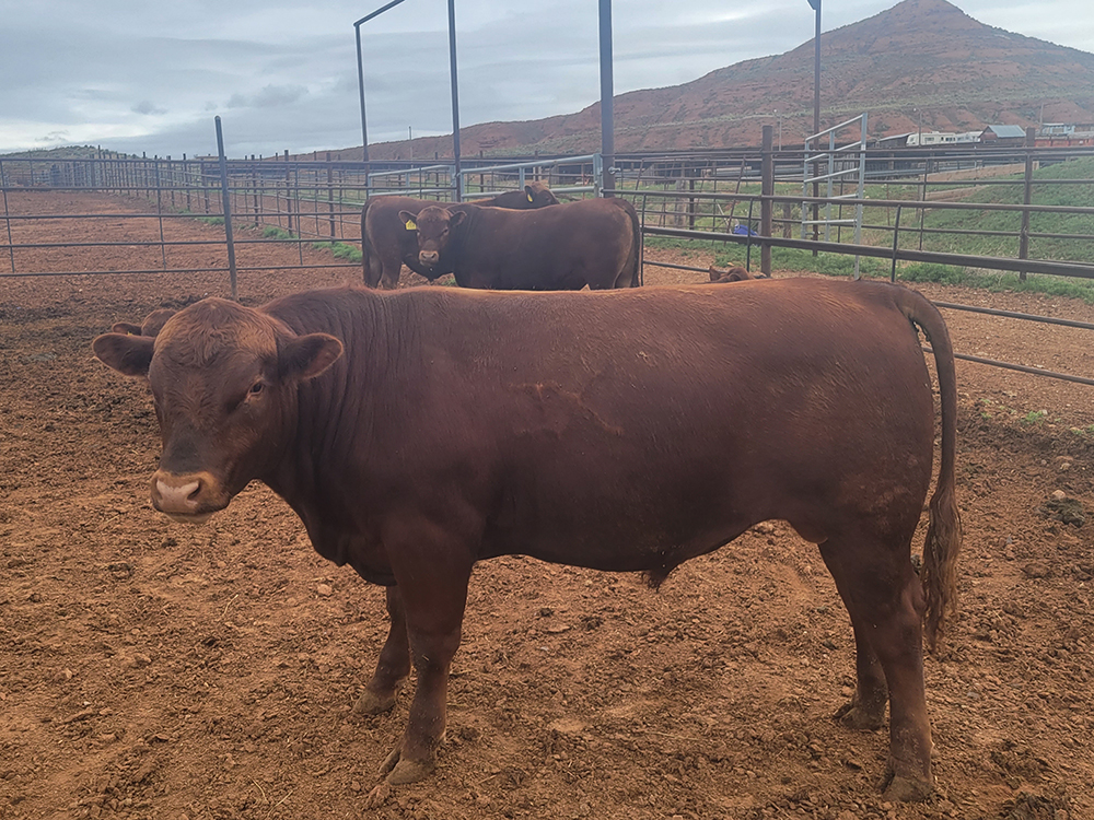 AndersonRedAngus R Anderson Ranch Red Angus
