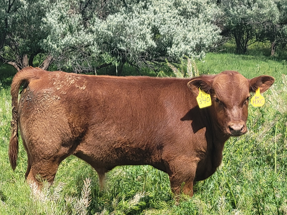 AndersonRedAngus Anderson Registered Red Angus Bulls