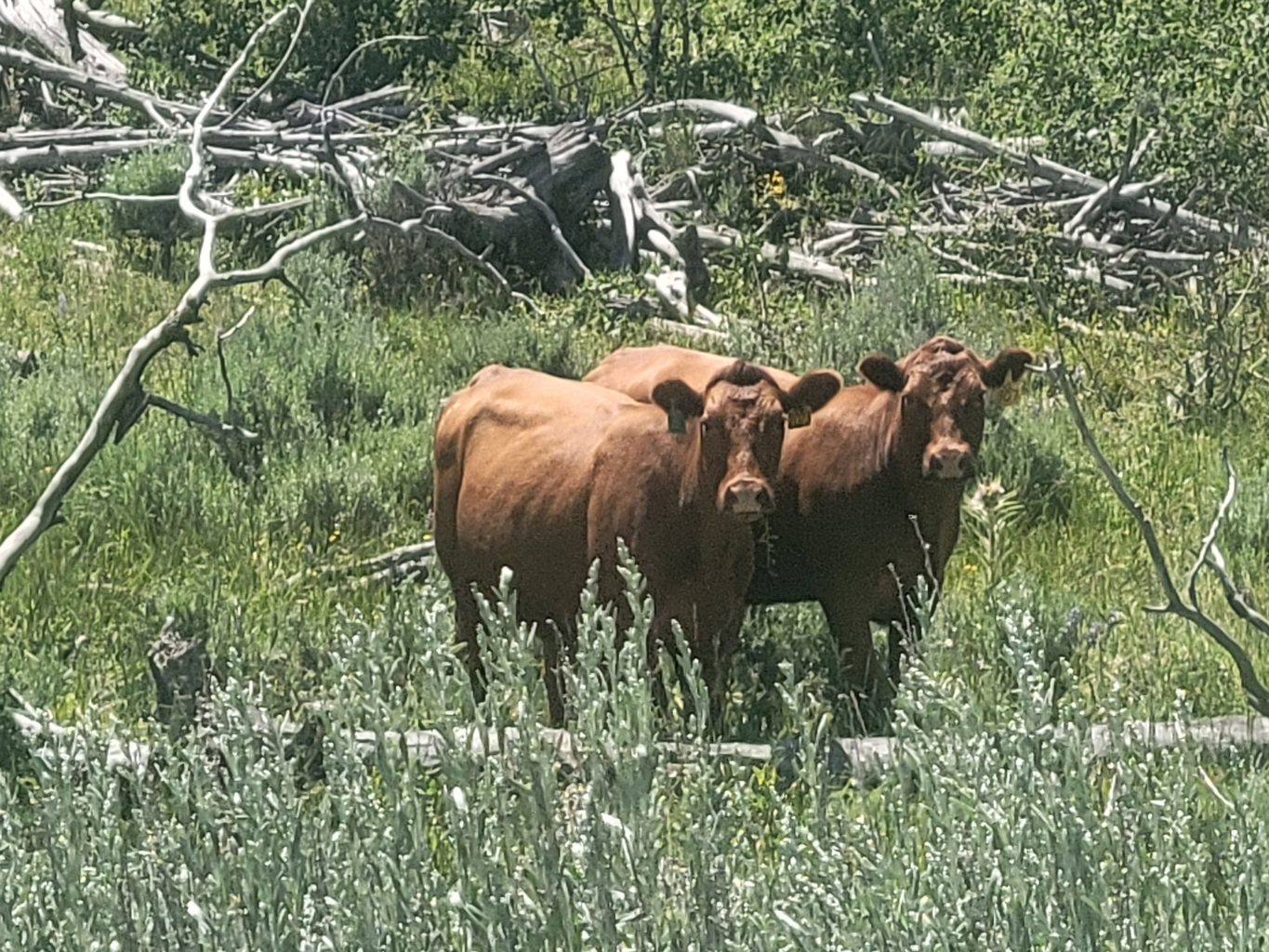 Pasture XCaliber Genetics Red Angus
