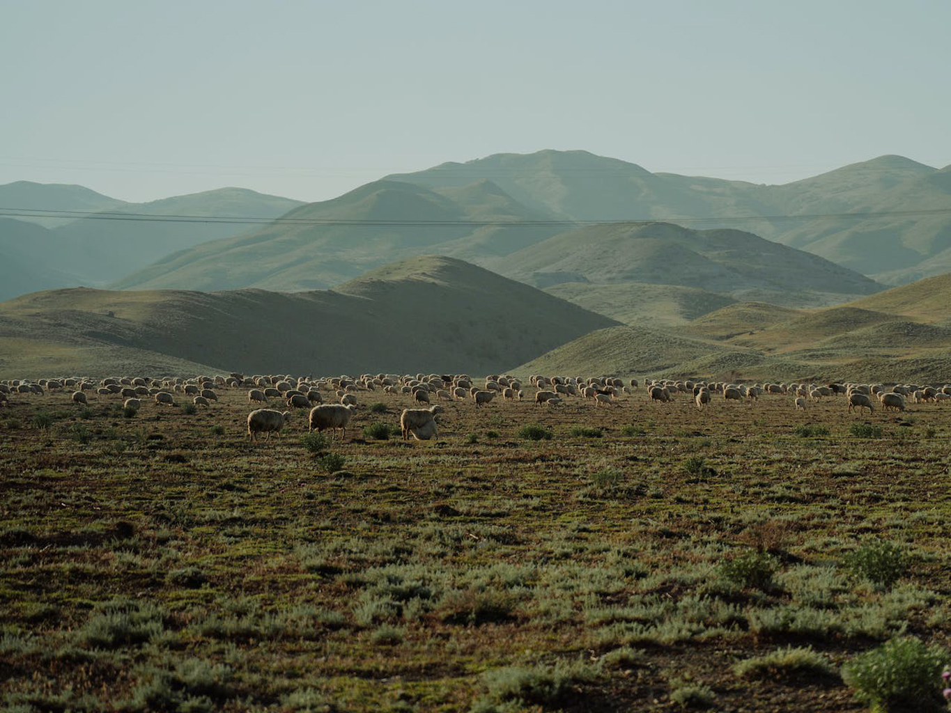 Anderson Ranch Heritage began with Sheep