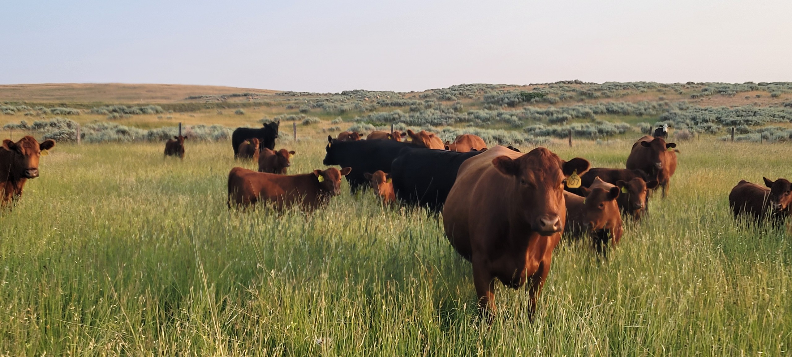 Xcaliber Integrated Genetics Anderson Cattle, Ten Sleep, Wyoming
