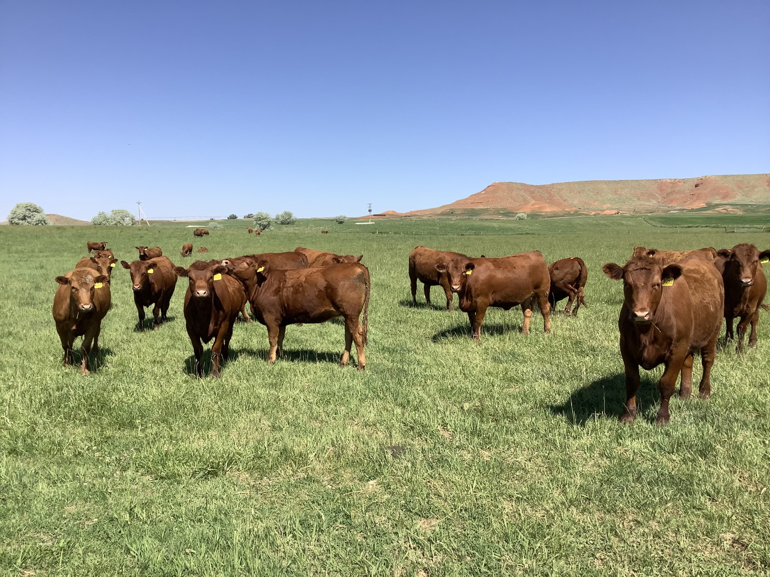 IMG 0500 Xcaliber Red Angus Cattle