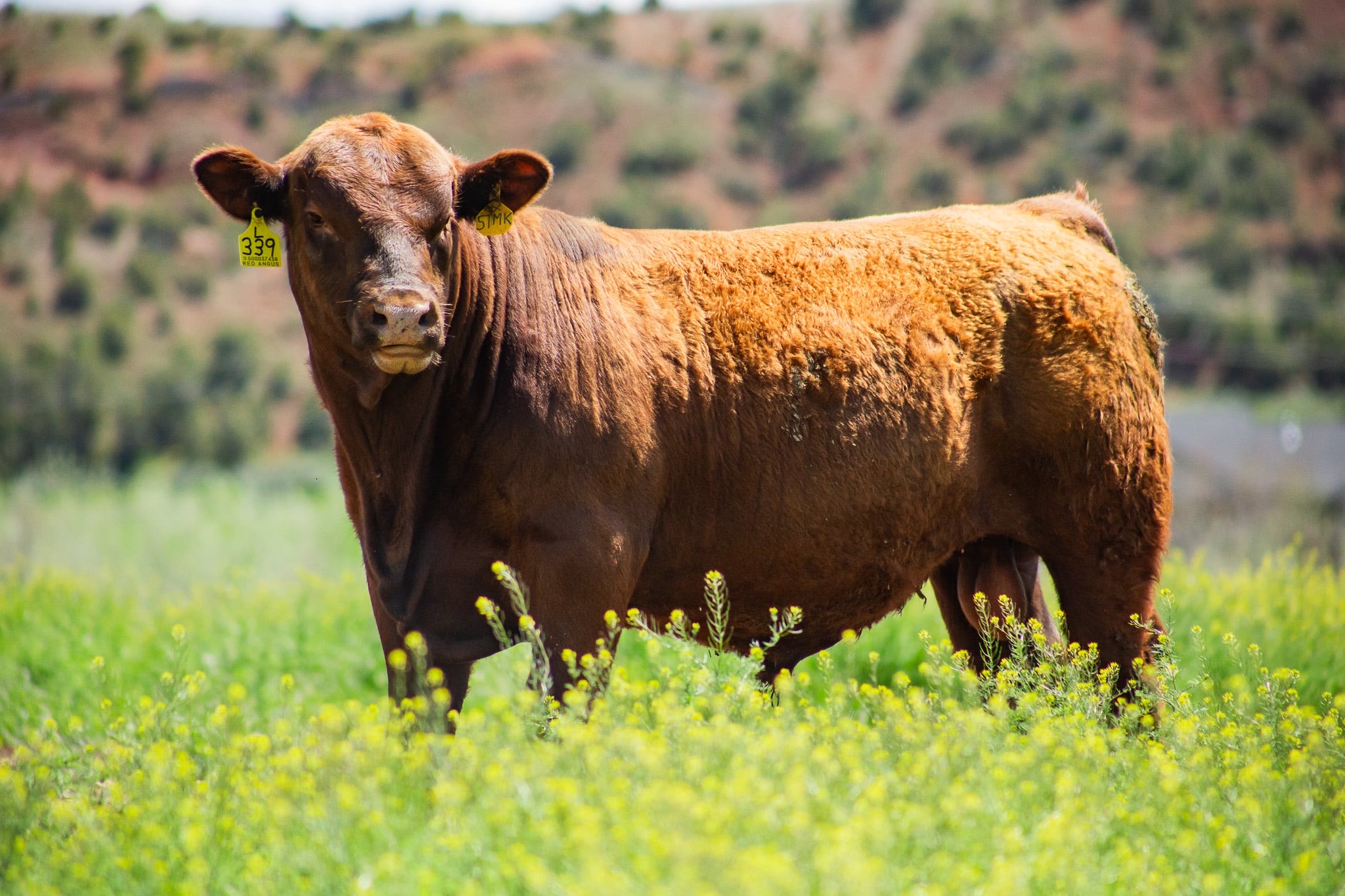 Bull Xcaliber Integrated Genetics Bull